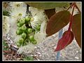 Corymbia torelliana 1.jpg