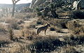Coyote Joshua Tree.jpg