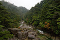 Cryptomeria japonica Tsuga sieboldii Yakushima.jpg