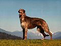 Deerhound. F's K.jpg