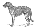 Deerhound (PSF).png