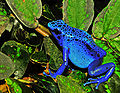 Dendrobates azureus (Dendrobates tinctorius) Edit.jpg