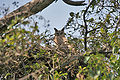 Dusky Eagle Owl (Bubo coromandus) at nest at Bharatpur I IMG 5324.jpg