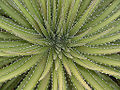 Dyckia maritima 1.jpg