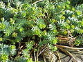 Euphorbia myrsinites6.jpg