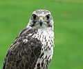 Falco cherrug portrait.jpg