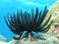 Feather Star 1.jpg