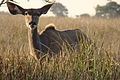 Female Kudu in South Africa.JPG