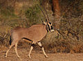 Flickr - Rainbirder - Beisa Oryx (Oryx beisa).jpg