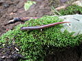 Four-toed salamander dorsal.jpg