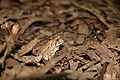 Fowlers Toad - side view.jpg