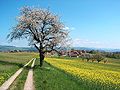 Frühlingslandschft Aaretal Schweiz.jpg