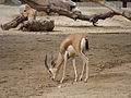 Gazella dorcas neglecta.002 - Zoo Aquarium de Madrid.JPG