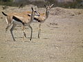 Gazella thomsonii Thomsons Gazelle in Tanzania 2474 Nevit.jpg