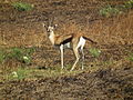 Gazella thomsonii Thomsons Gazelle in Tanzania 2637 Nevit.jpg