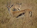 Gazella thomsonii Thomsons Gazelle in Tanzania 3155 Nevit.jpg