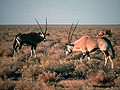 Gemsbok Oryx.jpg