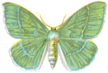 Geometra Papilionaria.PNG