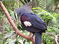 Goura scheepmakeri (Southern Crowned-Pigeon).jpg