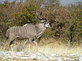 Greater Kudu, Etosha National Park, Namibia.jpg
