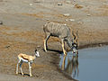 Greater Kudu and Springbok, Etosha National Park, Namibia.jpg