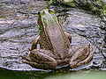 Green Frog Rana clamitans Backside.JPG