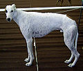 Greyhound 894.jpg