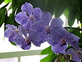 Group purple flowers.JPG