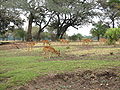 Herd of Puku in South Luangwa National Park - Zambia.jpg
