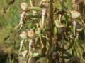 Himantoglossum hircinum1.jpg