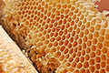 Honey comb02.jpg