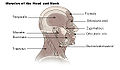 Illu head neck muscle.jpg