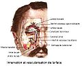 Innervation et vascularisation de la face.jpg