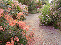 Jardin botanique - Planète pelargonium 2.jpg