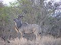 Kudu Kruger.jpg
