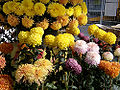 Lahr Chrysanthèmes 4.jpg