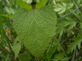 Lamium album leaf.jpg
