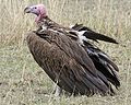 Lappet faced vulture (Torgos tracheliotus) - side view.jpg