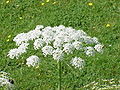 Laserpitium latifolium2.jpg