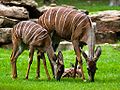 Lesser Kudu Female.jpg
