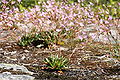 Lewisia columbiana 0028.JPG