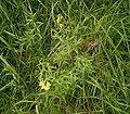 Linaria vulgaris 01 ies.jpg