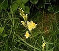 Linaria vulgaris 02 ies.jpg