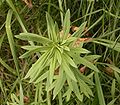 Linaria vulgaris 03 ies.jpg