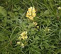 Linaria vulgaris 04 ies.jpg