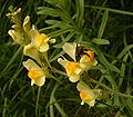 Linaria vulgaris 05 ies.jpg