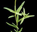 Linaria vulgaris 06 ies.jpg