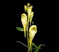 Linaria vulgaris 07 ies.jpg