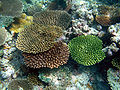Madoogali reef.jpg