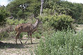 More Greater Male Kudu.jpg